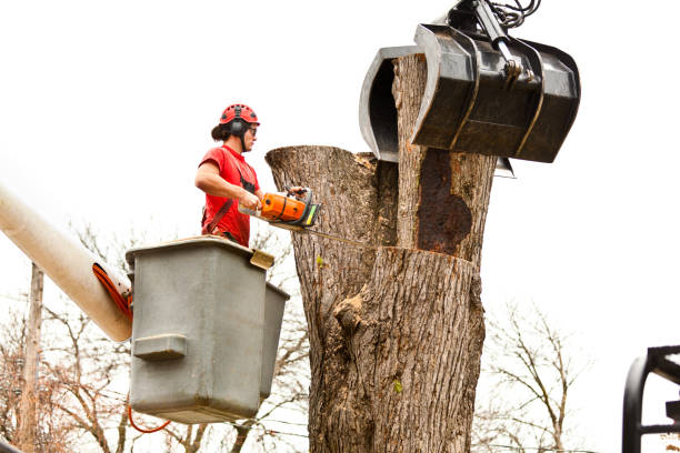 How Our Tree Care Process Works  in  Governors Village, NC